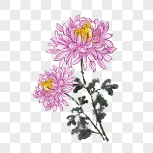 紫松果菊元素 免抠素材 Png图片下载 摄图网