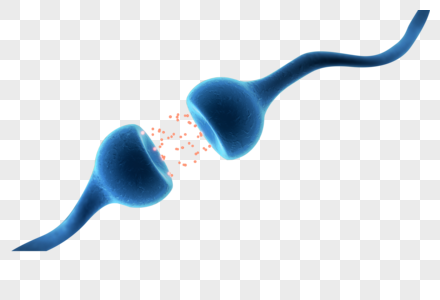 神经元细胞突触核蛋白高清图片
