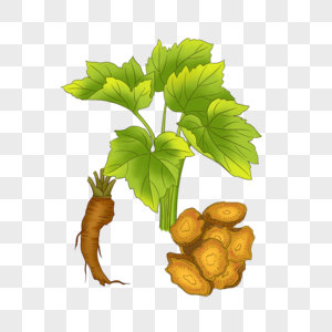 草药大黄本草纲目高清图片素材
