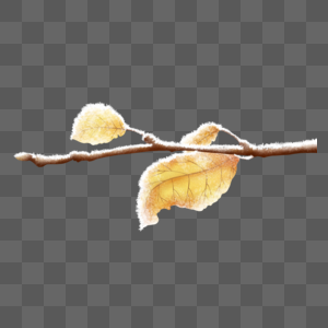 打霜的树枝与叶子图片