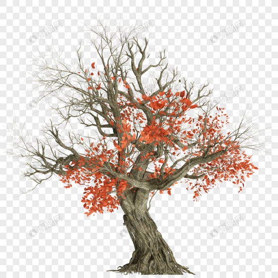 红叶枯树图片
