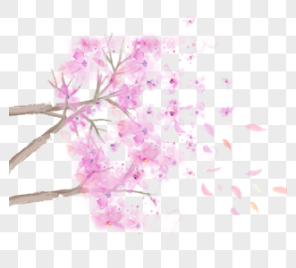 盛开樱花日本樱桃高清图片