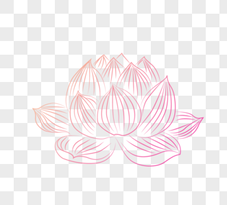 粉红莲花节图片