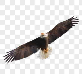 飞鹰元素飞行的鸟高清图片