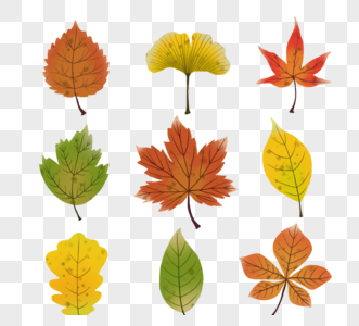 橙黄色手绘秋季落叶套图元素图片