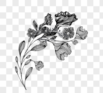 黑色玫瑰花图片 黑色玫瑰花素材 黑色玫瑰花高清图片 摄图网图片下载