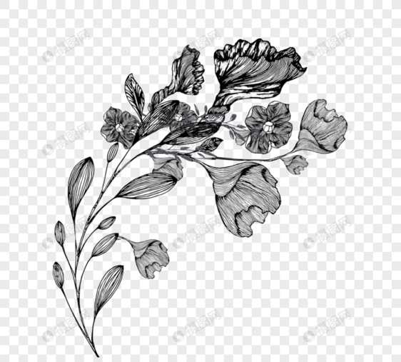 花黑色和白色植物线条画植物图片