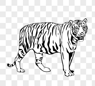 黑白老虎身体形象高清图片