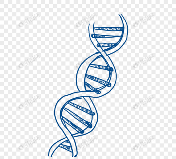 手绘蓝色线描生物学基因元素图片