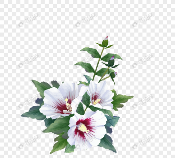 白色木槿花簇图片