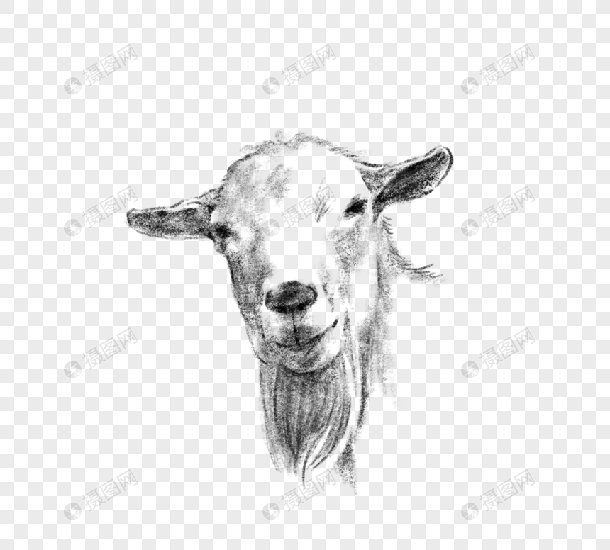 羊头黑白手绘线描图片