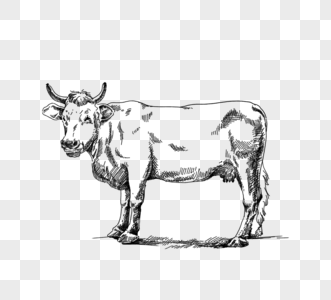 黑色手绘线描一头牛高清图片