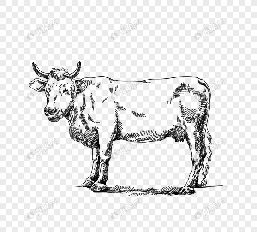 黑色手绘线描一头牛