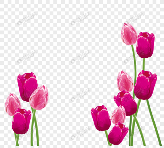 紫色康乃馨花朵矢量素材图片