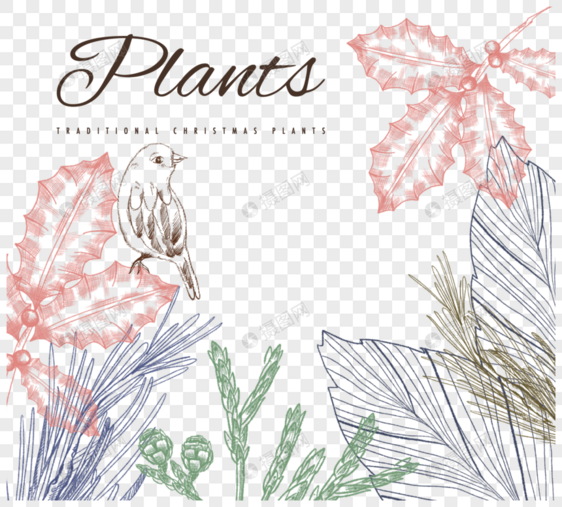 手绘圣诞节传统植物插图元素图片