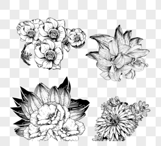 花花线描黑白线条画花簇花叶子植物叶子手绘元素图片