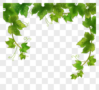 手绘绿色植物藤本植物图片