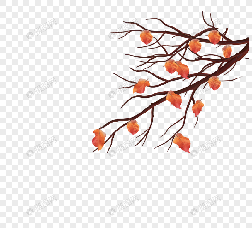 秋叶和分支图片