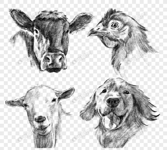 手绘素描农场动物头图片