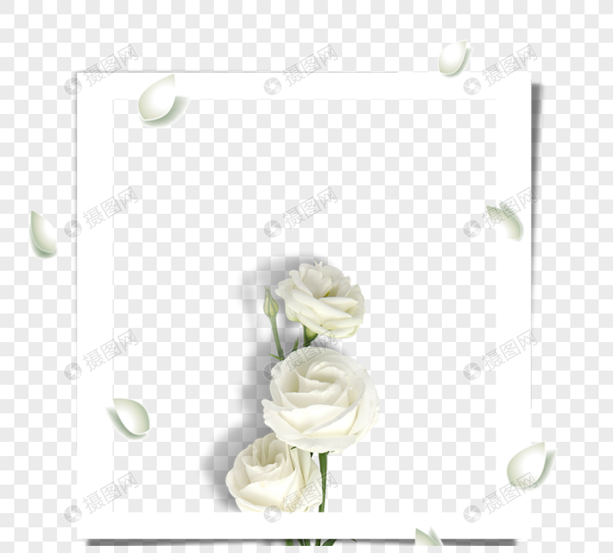 白玫瑰花瓣元素设计图片