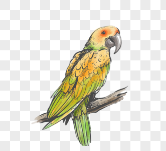 绿色黄色鹦鹉水彩手绘卡通动物元素图片
