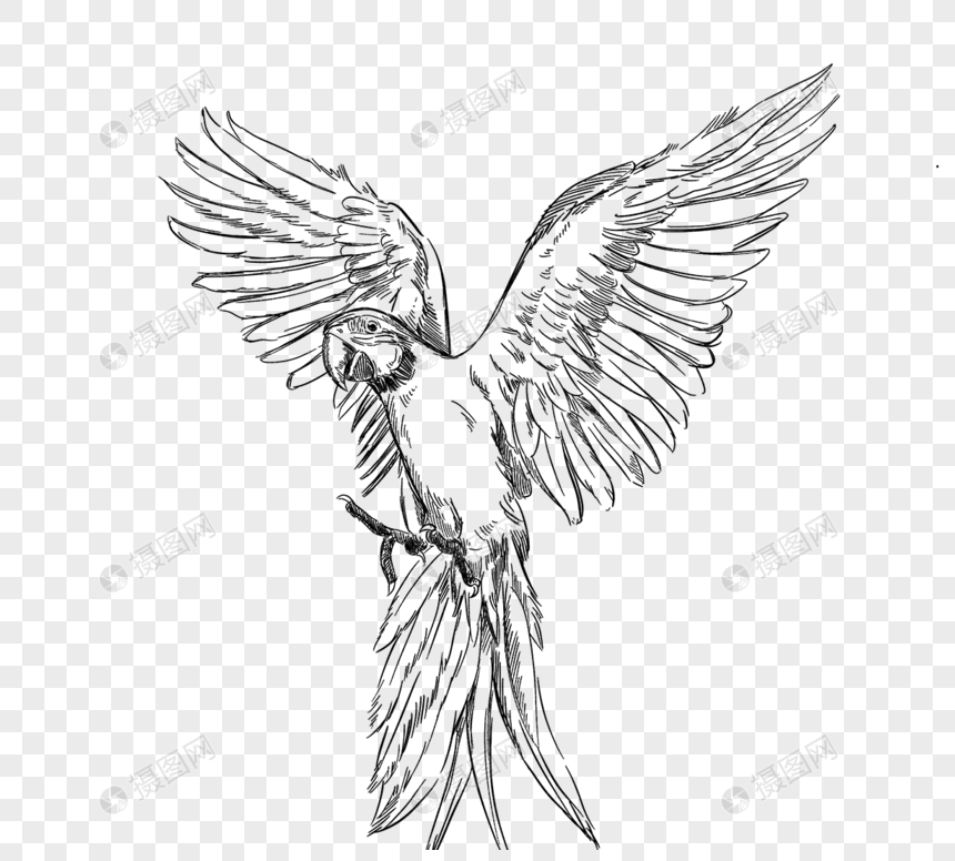 鹦鹉起飞素描线描元素