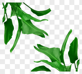 矢量树叶阔叶植物绿色元素图片