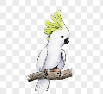 绿色白色鹦鹉手绘凤头鹦鹉元素图片