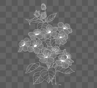 白线绘制花卉元素图片