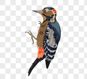 手绘油画风格啄木鸟中型鸟高清图片