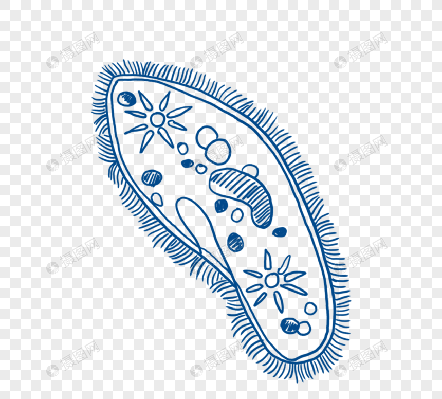 手绘蓝色线描生物学细胞元素图片