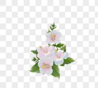粉白色木槿花簇图片