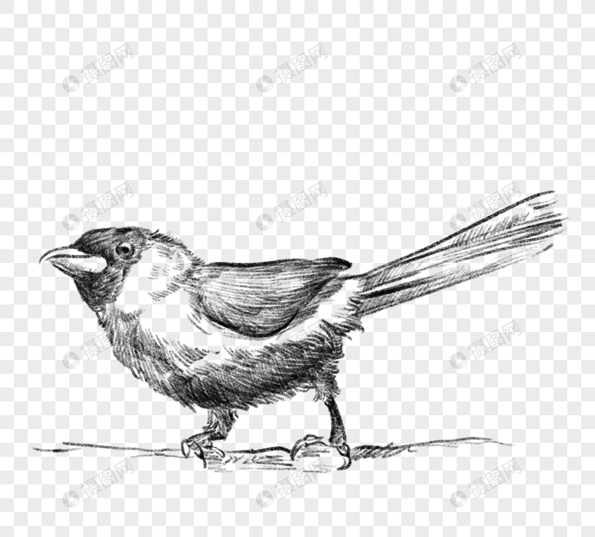 黑白线稿素描鸟类动物手绘元素元素素材下载 正版素材 摄图网