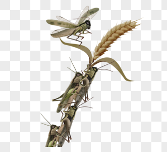 成群蝗虫吃小麦高清图片