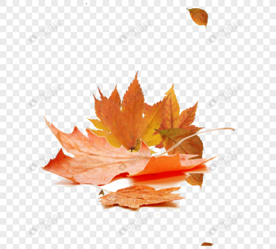 秋季枫叶落叶元素图片