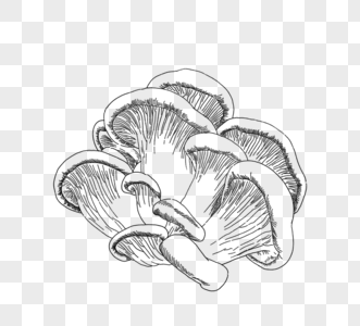 黑线描蘑菇元素图片