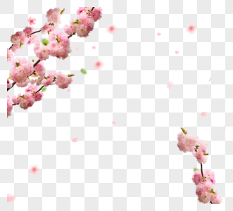 简约粉色清新樱花花瓣花瓣花枝框架图片