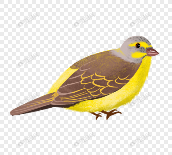 黄色鸟类元素图片