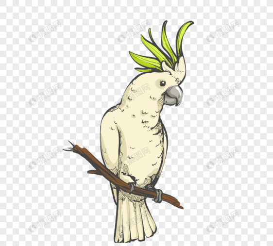 绿色凤头鹦鹉手绘卡通元素图片
