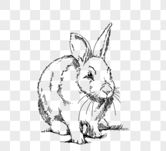 黑白色手绘线描一只兔子图片