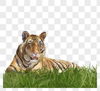 野兽老虎草地手绘元素图片