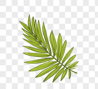 棕榈叶植物元素图片