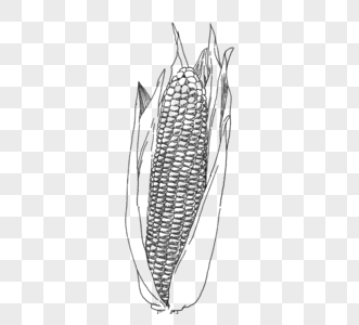 黑色手绘玉米棒包谷农作物高清图片