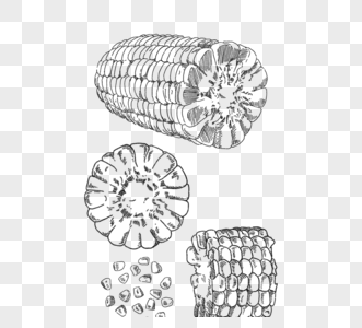 黑色手绘切开玉米棒和玉米粒图片