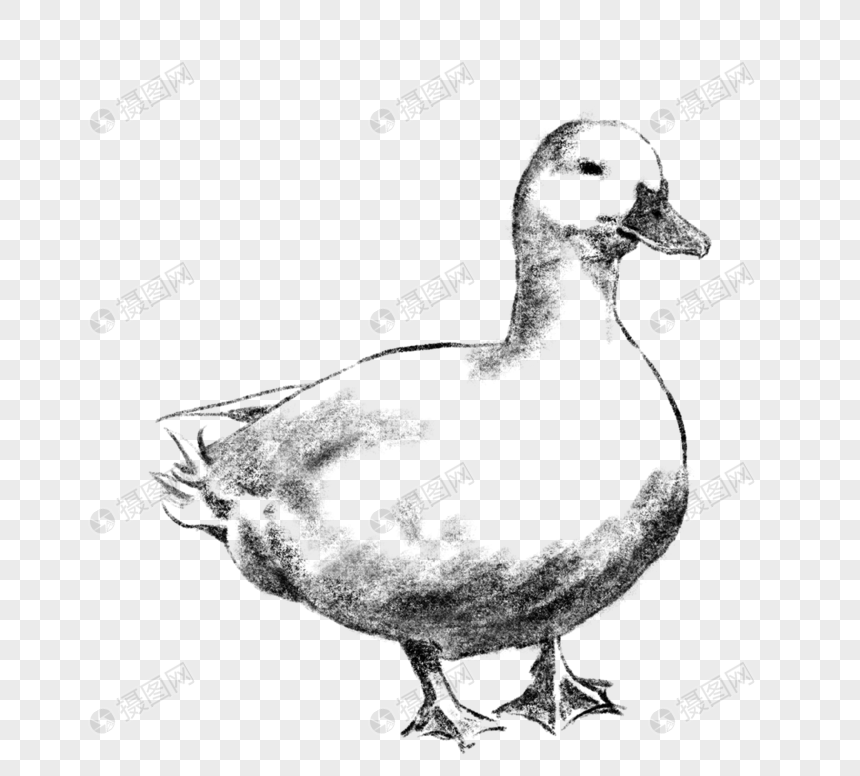 黑色线描手绘一只家养鸭子