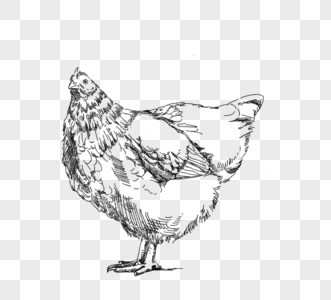 黑白色手绘线描一只母鸡图片