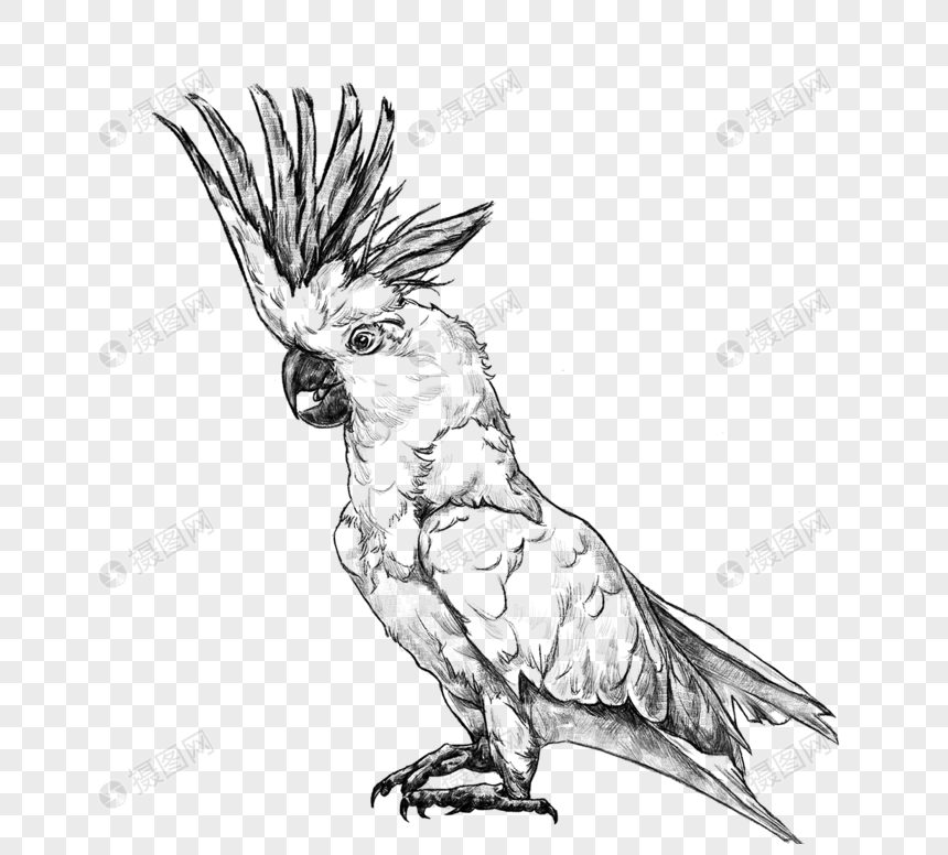 素描飞禽黑白线稿鸟类动物手绘元素元素素材下载 正版素材 摄图网