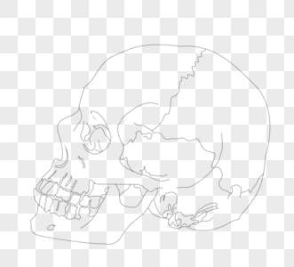 骷髅头侧脸黑白线稿图片素材