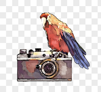 水彩鹦鹉手绘相机元素图片