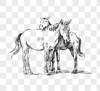 黑色和白色线条画手绘两匹马图片